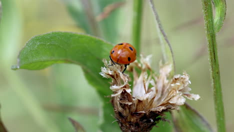 Makro-Nahaufnahme-Eines-Marienkäfers,-Der-An-Einem-Sonnigen-Tag-Auf-Eine-Blumenpflanze-In-Der-Natur-Klettert
