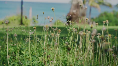flor de diente de león marchita, diente de león sin semillas