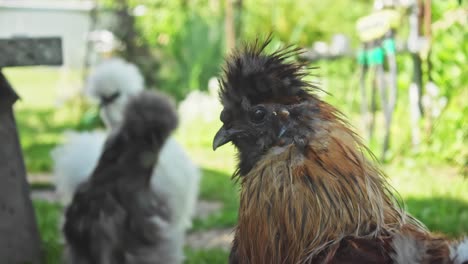 Linda-Gallina-Sedosa-Vista-Posando-Para-La-Cámara-En-Este-Primer-Plano