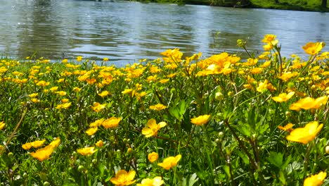 Wilde-Gelbe-Blumen-Am-Flussufer