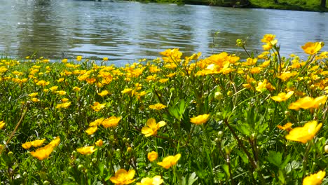 wild yellow flowers on the river bank