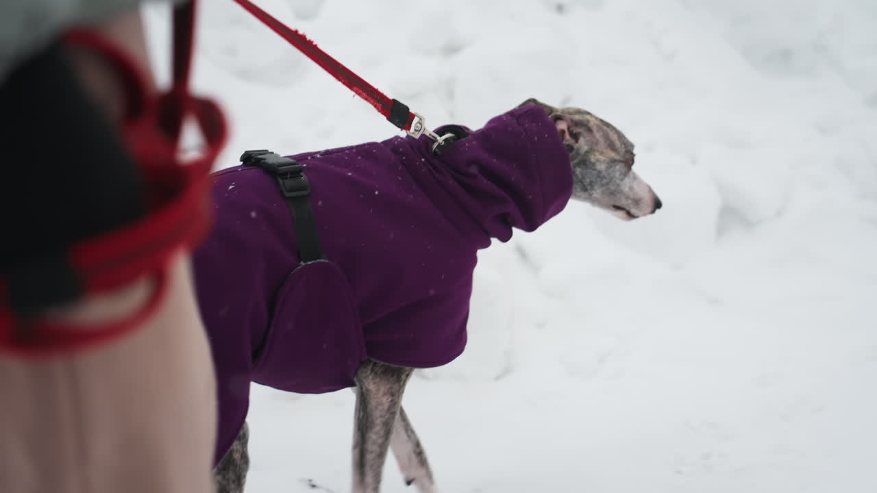 Whippet wearing purple coat stands on snowy ground with red leash held by owner, alert and facing right, surrounded by snowdrifts, winter scene shows dog s posture and outdoor clothing in cold environment
