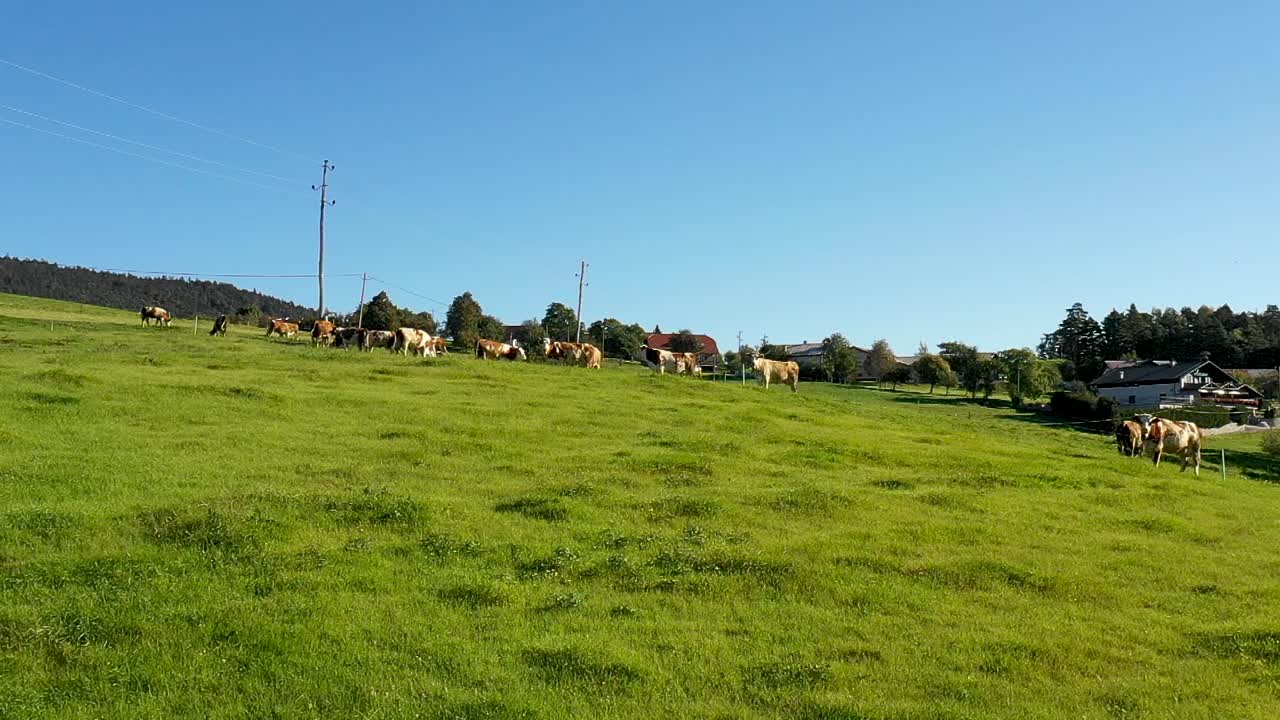 山の牧草地で放牧する牛の群れ、航空映像、田園風景、hd 1920x1080、ゆっくりと遠ざかるドリーショット