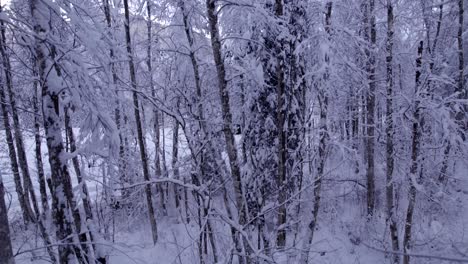 Mit-Herrlichem-Blick-Auf-Schneebedeckte-Erlen-Im-Mystischen-Wald-In-Den-Schweizer-Alpen