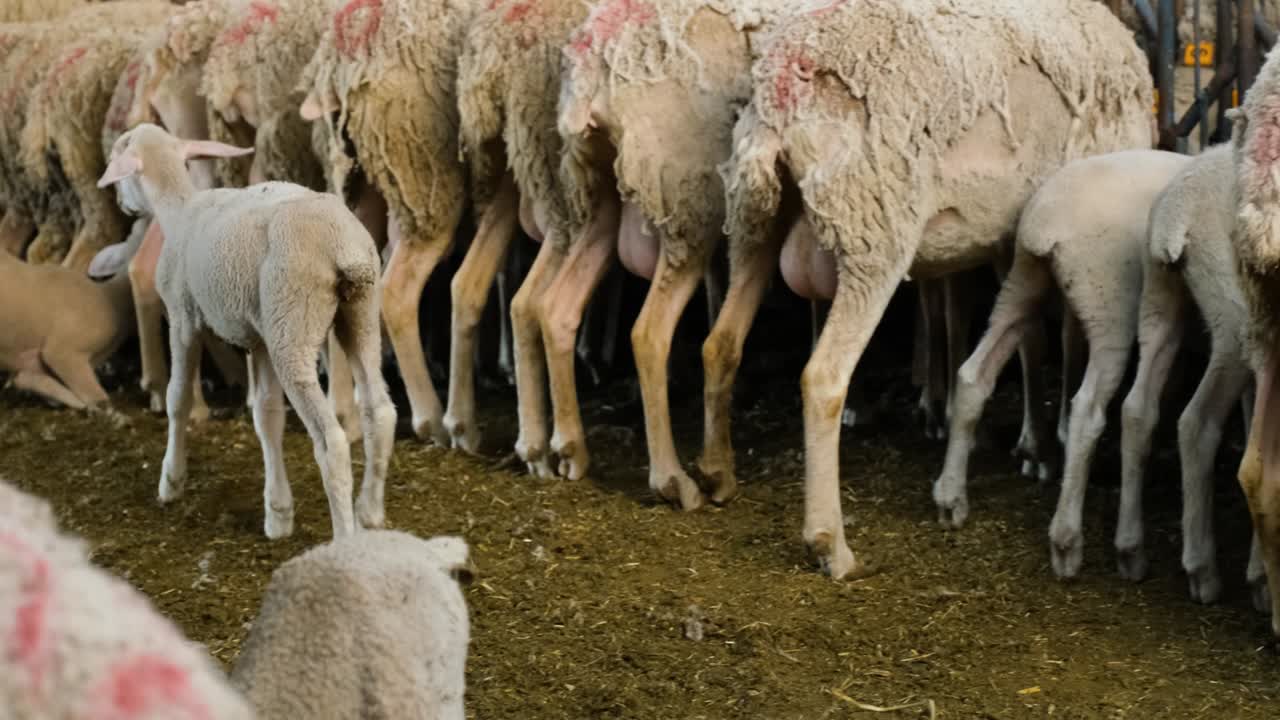 ovejas en una granja de rebaños
