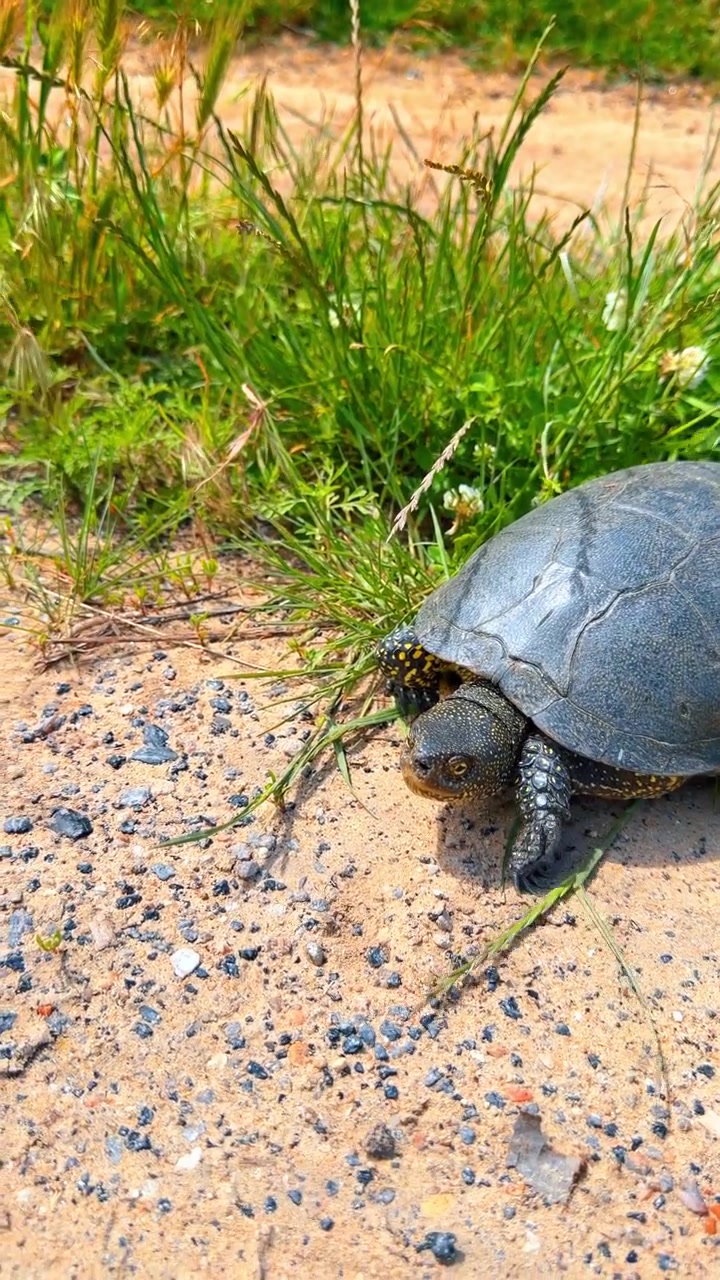 Turtle walks on grass near sandy path. A turtle moves slowly on green grass next to a sandy path on a sunny day. It explores its surroundings with caution.