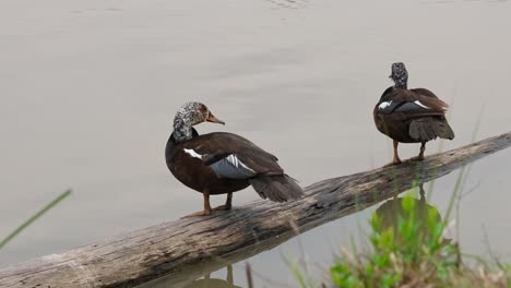 dos individuos en un tronco mientras el otro a la derecha se rasca la cabeza con su pie izquierdo, pato de alas blancas asarcornis scutulata, tailandia