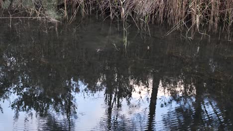 Australisches-Einheimisches-Schnabeltier-Auf-Der-Suche-Nach-Nahrung-In-Einem-Billabong-Wasserloch-Im-Outback