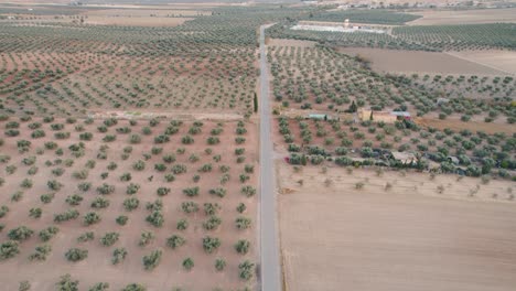 Volando-Alto-Sobre-Los-Olivos-En-Los-Paisajes-De-Olivares-De-La-Región-Andaluza-Cerca-De-Málaga-España-Al-Atardecer