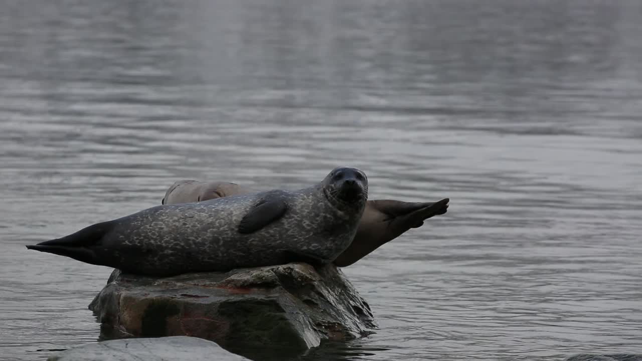 una foca curiosa mirando a la cámara mientras se enfría en una roca