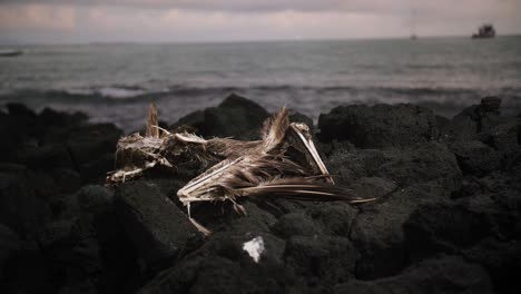 Klimawandel,-Toter-Pelikan,-Ozeansäuberung,-Galapagos-Inseln,-Französisch-Polynesien