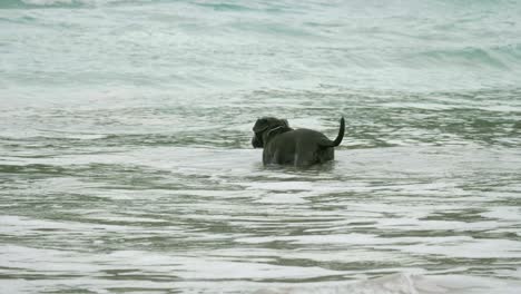 Pit-Bull-Negro-Jugando-En-El-Mar-Con-El-Dueño-Por-La-Mañana