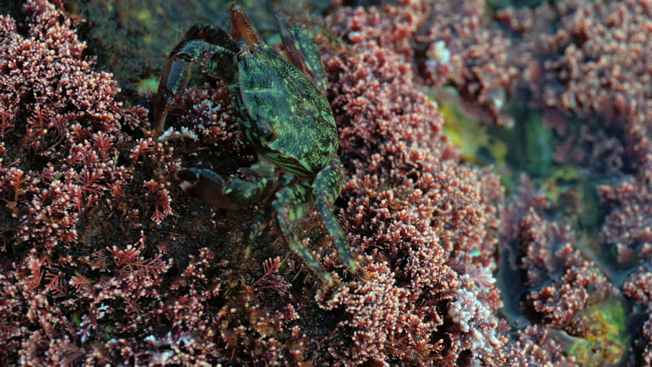 Close up of a green crab crawling over a rocky surface covered in pink coral and marine algae