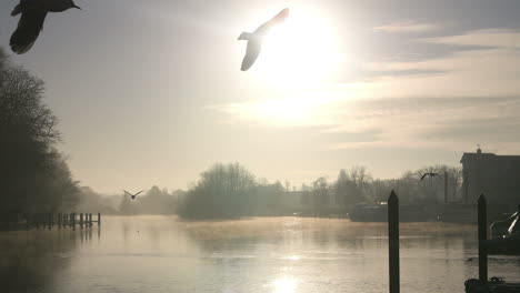 silhouette of birds flying over river thames