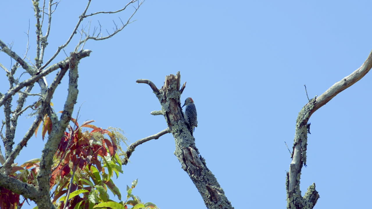 pájaro carpintero de vientre rojo en un tronco de árbol y ramas