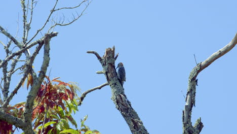 red-bellied woodpecker on a tree trunk and branches