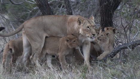 imágenes adorables de una leona interactuando suavemente con sus cachorros juguetones en la naturaleza