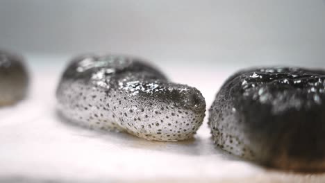 sea cucumber on a white background