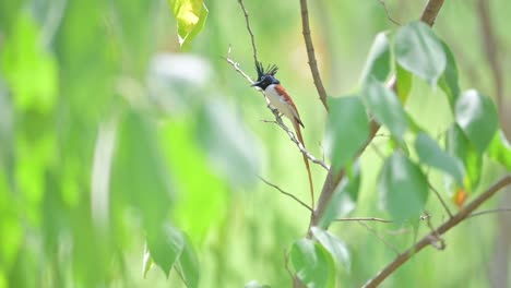 beautiful indian paradise fly catcher male bird in forest