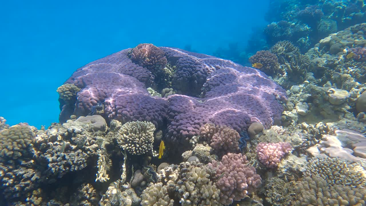 Beautiful tropical coral reef in the shape of a ring, hard coral (Porites lutea). Camera moving forwards. Underwater life in the ocean. Slow motion
