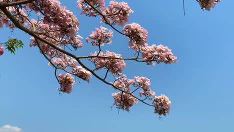 Flor-De-Tabebuya-Rosa-Meciéndose-En-El-Viento-En-Cámara-Lenta-Con-Cielo-Azul-En-El-Fondo