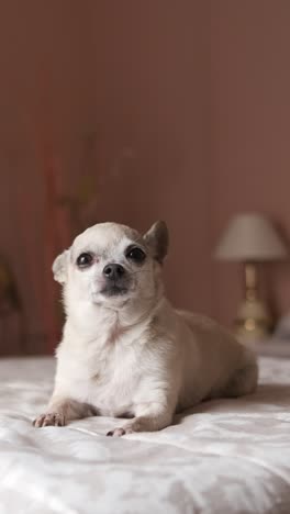 cute white chihuahua dog sitting on cozy bed in bedroom. vertical footage
