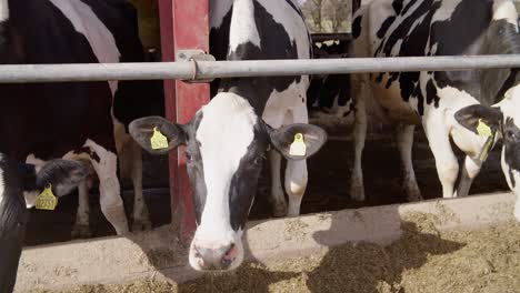 Modern-farm-cowshed-with-dairy-cows-eating-hay,-dairy-farm