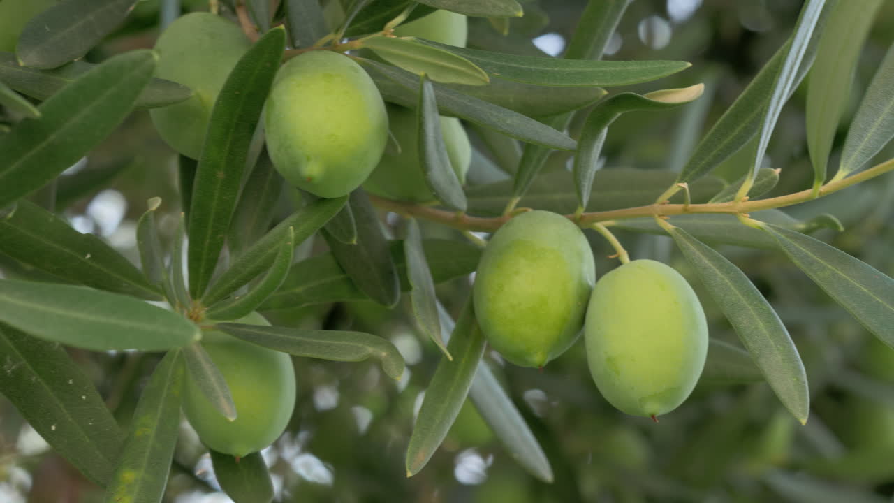 Olive verdi in un giardino mediterraneo