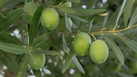 green olives in mediterranean garden