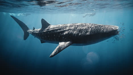 light beams shine across whale shark swimming underwater near surface