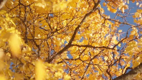 Hojas-De-Otoño-Que-Soplan-Lentamente-En-El-Viento