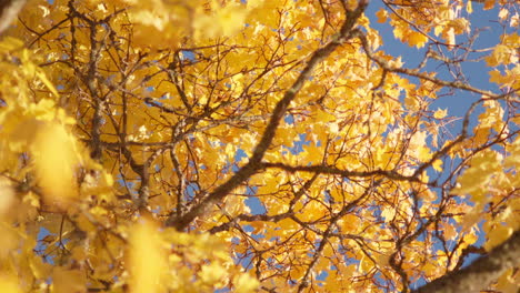 autumn leaves blowing slowly in the wind