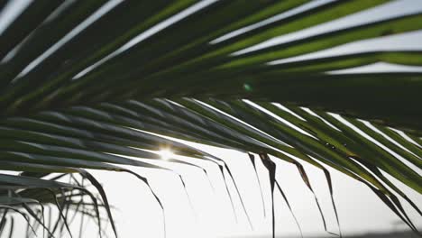 sunlight flickering through palm tree frond, summer travel background