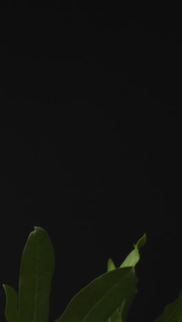 Vertical-Shot-of-a-Bouquet-of-Colourful-Flowers