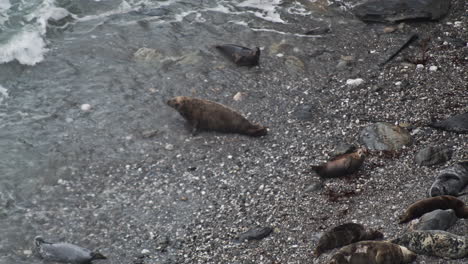 adult seal slowly scoots on belly from beach into waves along godrevy coast