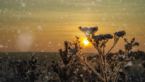 snow falling nature forest trees landscape on white sunny winter day mood. light and bright snow cold time, video loop, cinemagraph video loop