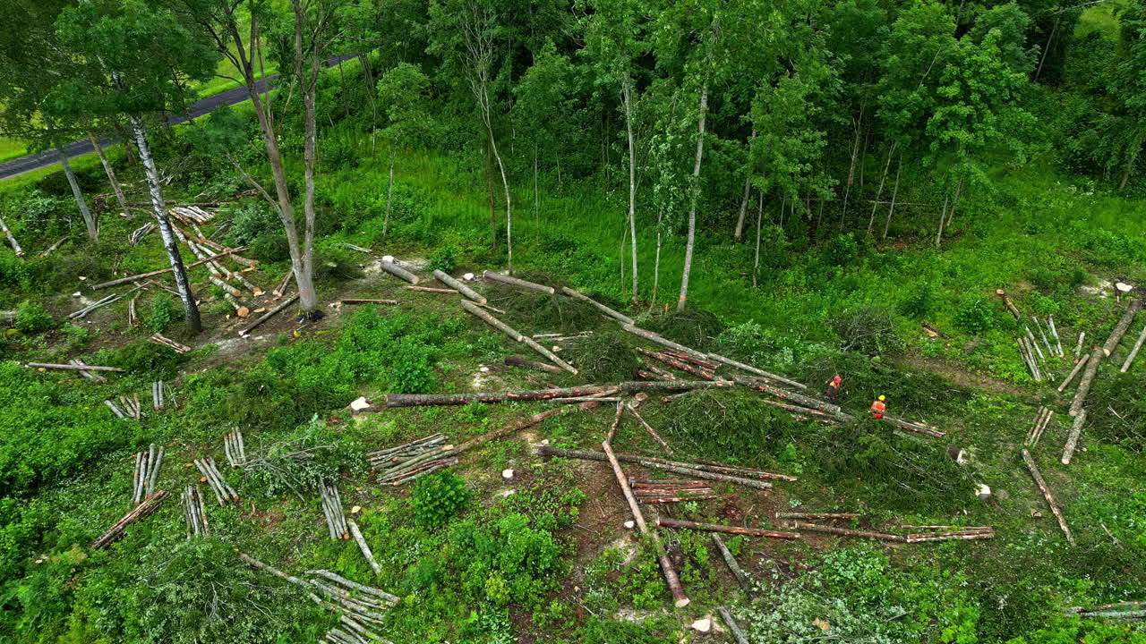 Loggers cutting preparing harvested timber to stacking and hauling length - time lapse
