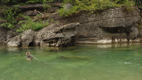 dog crossing a freshwater river by swimming at mcdonald creek, dolly shot