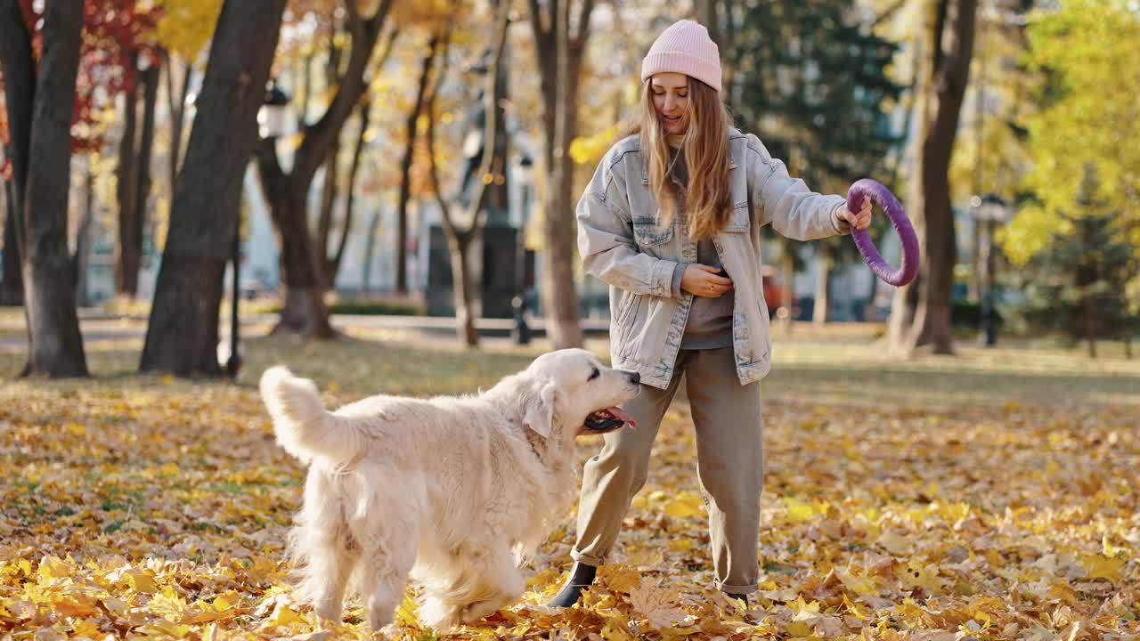 entrenamiento de perros. una joven cinóloga jugando con un perro usando un círculo de goma, haciendo ejercicio con un gran labrador en el parque de otoño.