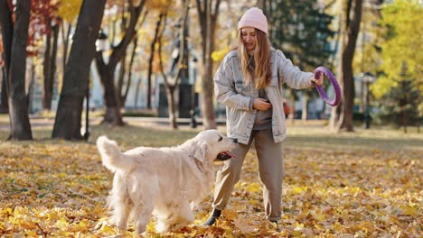 dog training. young woman cynologist playing with dog using rubber circle, exercising with big labrador at autumn park