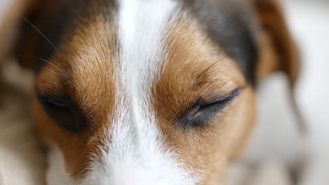 jack russell dog sleeping