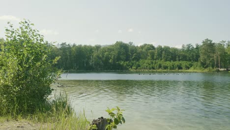 forest lake scenery