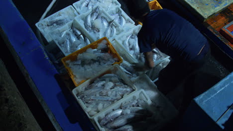 Top-down-shot-of-a-man-arranging-trays-full-of-iced-fish-in-boat-at-dawn-for-trading,-Tho-Quang-Port,-Vietnam