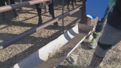 cows eating grain in a feeding trough on a farm