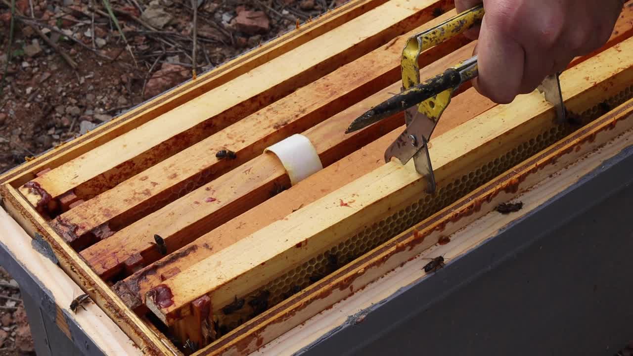 Beekeeper taking honeycomb from beehive