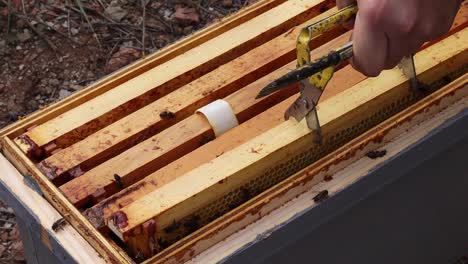 beekeeper taking honeycomb from beehive