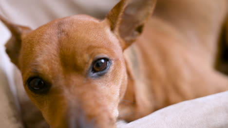 Vista-De-Cerca-Del-Pequeño-Perro-Marrón-Sentado-Y-Relajado-En-Una-Cesta-De-Mimbre