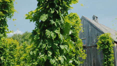 Ancient-Wooden-Building-In-The-Foreground-Hops-Plants-Brewing-Concept