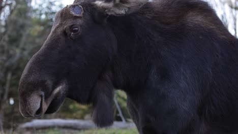 moose-walks-towards-you-slomo-getting-real-close-to-lens