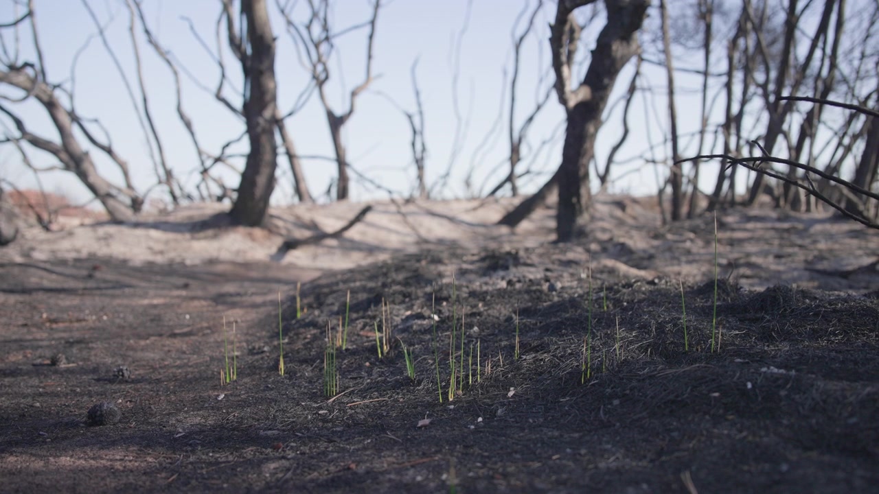 Small green shoots emerge from ash-covered ground beneath burned trees in the Devesa del Saler nature reserve after the 2026 wildfire, Slow Traveling Shot